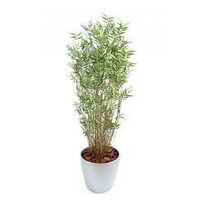 Location Plantes bambou 1,5M